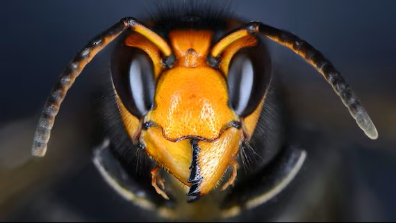 vespa-velutina
